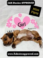 Miss Pipsy  text 785-821-1920 SH, a female Miniature Dachshund for sale in Arapahoe, CO – 9 of 9