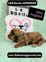 Miss Jingleed 785-821-1920 SH, a female Miniature Dachshund for sale in Arapahoe, CO – 2 of 10
