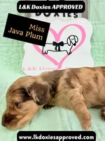 Miss Java Plum 785-821-1920, a female Miniature Dachshund for sale in Arapahoe, CO – 8 of 10