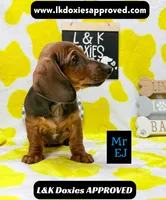 Mr Ej NO MEREL GENE SH, a male Miniature Dachshund for sale in Arapahoe, CO – 3 of 10