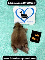 Mr Roni 785-821-1920, a female Miniature Dachshund for sale in Arapahoe, CO – 2 of 9
