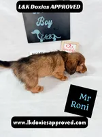 Mr Roni 785-821-1920, a male Miniature Dachshund for sale in Arapahoe, CO – 6 of 10
