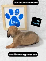 Mr Pumba 785-821-1920, a male Miniature Dachshund for sale in Arapahoe, CO – 6 of 10
