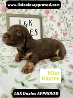 Miss Kaycee 785-821-1920, a female Miniature Dachshund for sale in Arapahoe, CO – 7 of 10