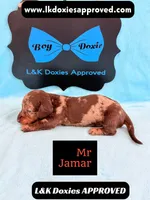 Mr Jamar 💙, a male Miniature Dachshund for sale in Arapahoe, CO – 5 of 5