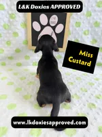 Miss Custard 785-821-1920 SH , a female Miniature Dachshund for sale in Arapahoe, CO – 7 of 10
