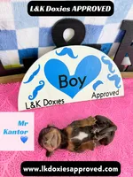 Mr Kantor 785-821-1920, a male Miniature Dachshund for sale in Arapahoe, CO – 6 of 10