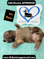 Mr Roni 785-821-1920, a female Miniature Dachshund for sale in Arapahoe, CO – 5 of 9