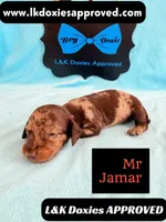 Mr Jamar 💙, a male Miniature Dachshund for sale in Arapahoe, CO – 3 of 5