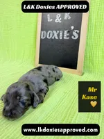 Mr Kase 785-821-1920 🩵, a male Miniature Dachshund for sale in Arapahoe, CO – 3 of 10