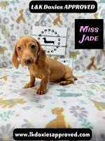 Miss Jade Dapple 🩷, a female Miniature Dachshund for sale in Arapahoe, CO – 3 of 8