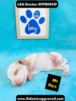 Mr Styx 785-821-1920 LH, a male Miniature Dachshund for sale in Arapahoe, CO – 7 of 10