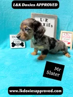 Mr Slater 785-821-1920 LH, a male Miniature Dachshund for sale in Arapahoe, CO – 9 of 10