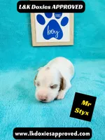 Mr Styx 785-821-1920 LH, a male Miniature Dachshund for sale in Arapahoe, CO – 3 of 10