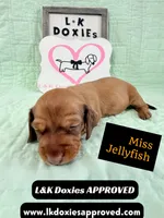 Miss Jellyfish 785-821-1920, a female Miniature Dachshund for sale in Arapahoe, CO – 2 of 9