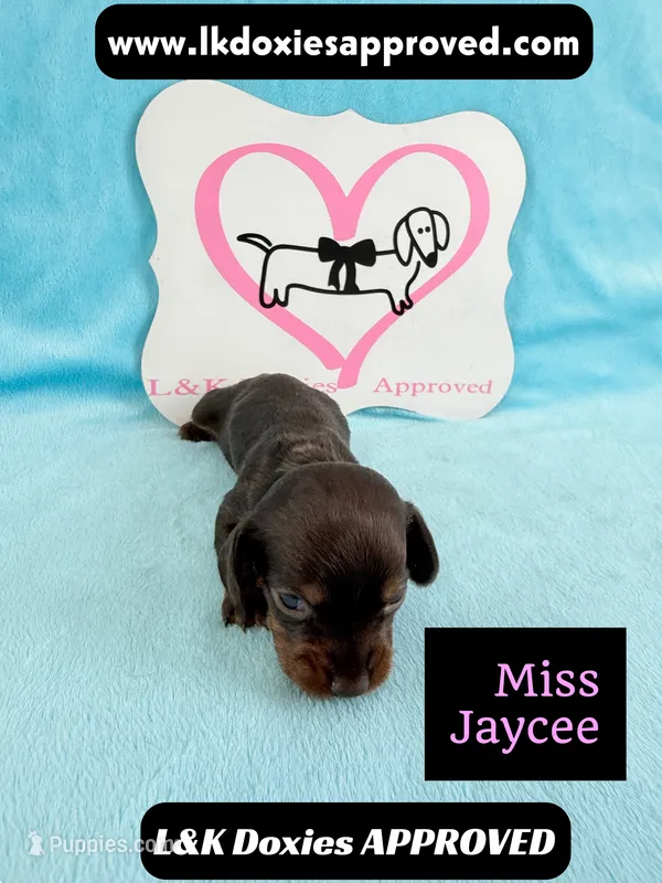 Miss Jaycee  – Miniature Dachshund puppy for sale in Arapahoe, CO