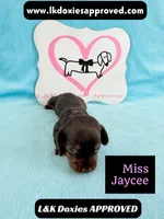 Miss Jaycee , a female Miniature Dachshund for sale in Arapahoe, CO – 1 of 10