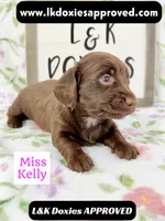 Miss Kelly 785-821-1920 LH, a female Miniature Dachshund for sale in Arapahoe, CO – 2 of 10