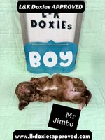 Mr Jimbo 785-821-1920 LH , a male Miniature Dachshund for sale in Arapahoe, CO – 9 of 10