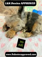 Mr Alfie 795-821-1920, a male Miniature Dachshund for sale in Arapahoe, CO – 2 of 9