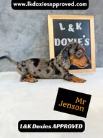 Mr Jenson 💙, a male Miniature Dachshund for sale in Arapahoe, CO – 5 of 10