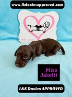 Miss Jakelti ❤️, a female Miniature Dachshund for sale in Arapahoe, CO – 5 of 10