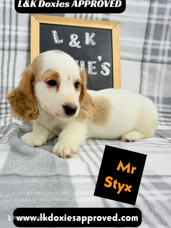 Mr Styx 785-821-1920 LH – Miniature Dachshund puppy for sale in Arapahoe, CO