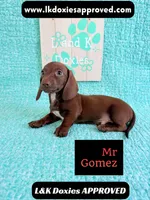 Mr Gomez SH , a male Miniature Dachshund for sale in Arapahoe, CO – 2 of 10