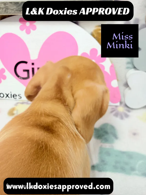Miss Minki – Miniature Dachshund puppy for sale in Arapahoe, CO