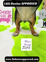 Miss Song 🎶785-821-1920, a female Miniature Dachshund for sale in Arapahoe, CO – 10 of 10