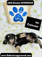 Mr Croissant 785-821-1920 LH, a male Miniature Dachshund for sale in Arapahoe, CO – 10 of 10