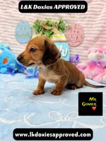 Mr Gomer , a male Miniature Dachshund for sale in Arapahoe, CO – Photo 7 of 9