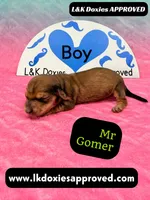 Mr Gomer , a male Miniature Dachshund for sale in Arapahoe, CO – Photo 4 of 10