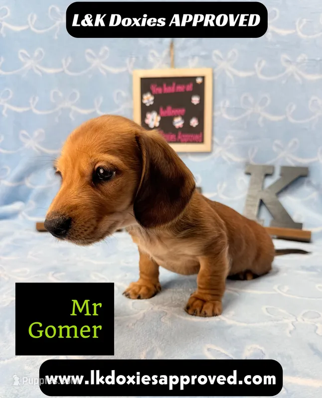 Mr Gomer  – Miniature Dachshund puppy for sale in Arapahoe, CO