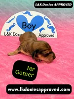 Mr Gomer , a male Miniature Dachshund for sale in Arapahoe, CO – Photo 5 of 10