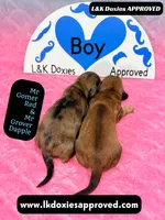 Mr Gomer , a male Miniature Dachshund for sale in Arapahoe, CO – Photo 10 of 10