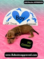 Mr Gomer , a male Miniature Dachshund for sale in Arapahoe, CO – Photo 3 of 10