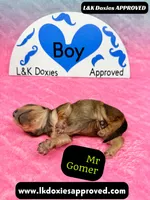 Mr Gomer , a male Miniature Dachshund for sale in Arapahoe, CO – Photo 8 of 10