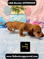 Mr Gomer , a male Miniature Dachshund for sale in Arapahoe, CO – Photo 3 of 9