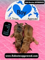 Mr Gomer , a male Miniature Dachshund for sale in Arapahoe, CO – Photo 9 of 10