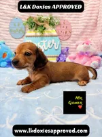 Mr Gomer , a male Miniature Dachshund for sale in Arapahoe, CO – Photo 4 of 9