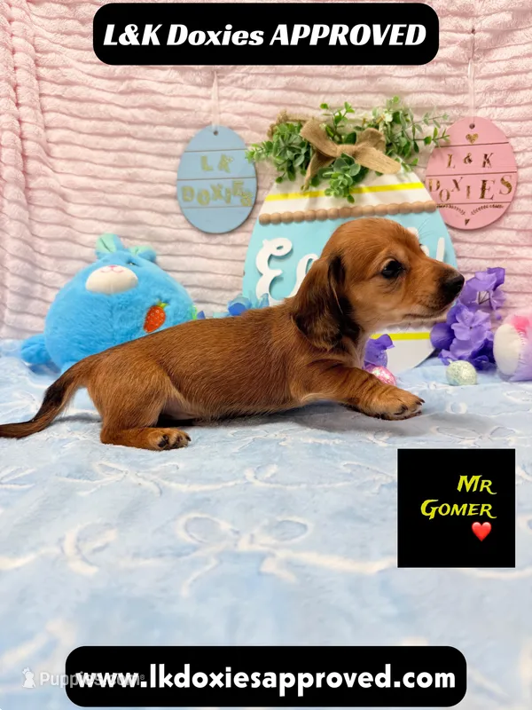 Mr Gomer  – Miniature Dachshund puppy for sale in Arapahoe, CO