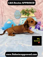 Mr Gomer , a male Miniature Dachshund for sale in Arapahoe, CO – Photo 1 of 9