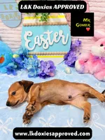 Mr Gomer , a male Miniature Dachshund for sale in Arapahoe, CO – Photo 8 of 9