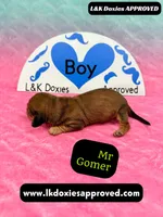 Mr Gomer , a male Miniature Dachshund for sale in Arapahoe, CO – Photo 6 of 10