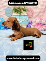 Mr Gomer , a male Miniature Dachshund for sale in Arapahoe, CO – Photo 5 of 9