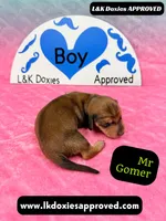 Mr Gomer , a male Miniature Dachshund for sale in Arapahoe, CO – Photo 7 of 10