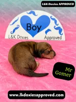 Mr Gomer , a male Miniature Dachshund for sale in Arapahoe, CO – Photo 2 of 10