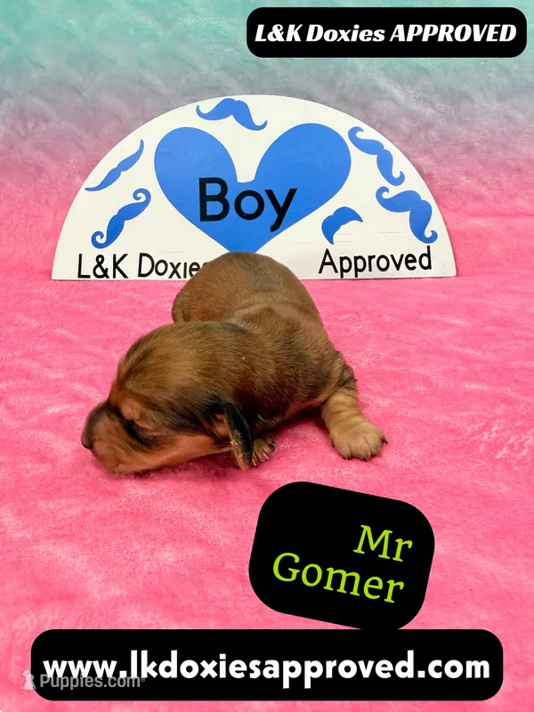 Mr Gomer , a male Miniature Dachshund for sale in Arapahoe, CO – Photo 1 of 10
