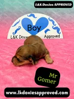 Mr Gomer , a male Miniature Dachshund for sale in Arapahoe, CO – Photo 1 of 10